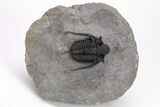 Top Quality, Spiny Cyphaspis Trilobite - Ofaten, Morocco #206476-6